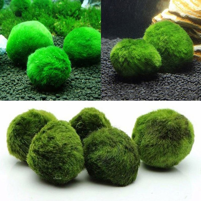 Aquarium Plant Echinodorus - 3-4cm マリモモスボール 生きた水槽用植物 緑藻ボール 魚エビ水槽飾り シミュレーション人工植物