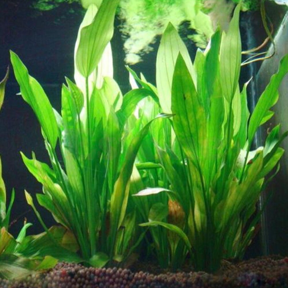 Aquarium Plant Grass - 15 センチメートル人工水族館の装飾植物水雑草飾り水生植物水槽草装飾アクセサリー