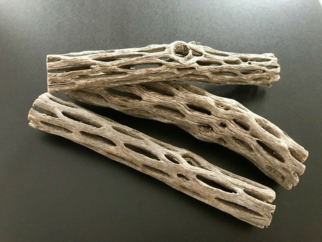 Aquarium Plant Seeds - 有機および天然の水族館のチャラサボテンの木のエビの巣箱、水槽の造園