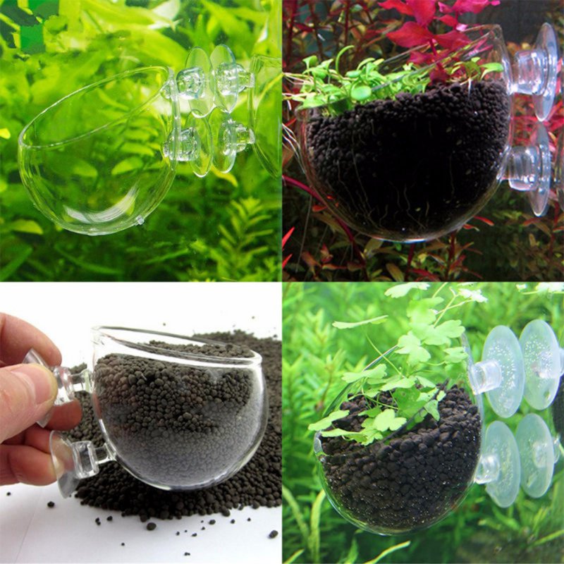 Aquarium Plant Seeds - 水族館の植物のためのガラス製の円筒形カップ,水鉢植えの多肉植物の種子,サンゴ,水車