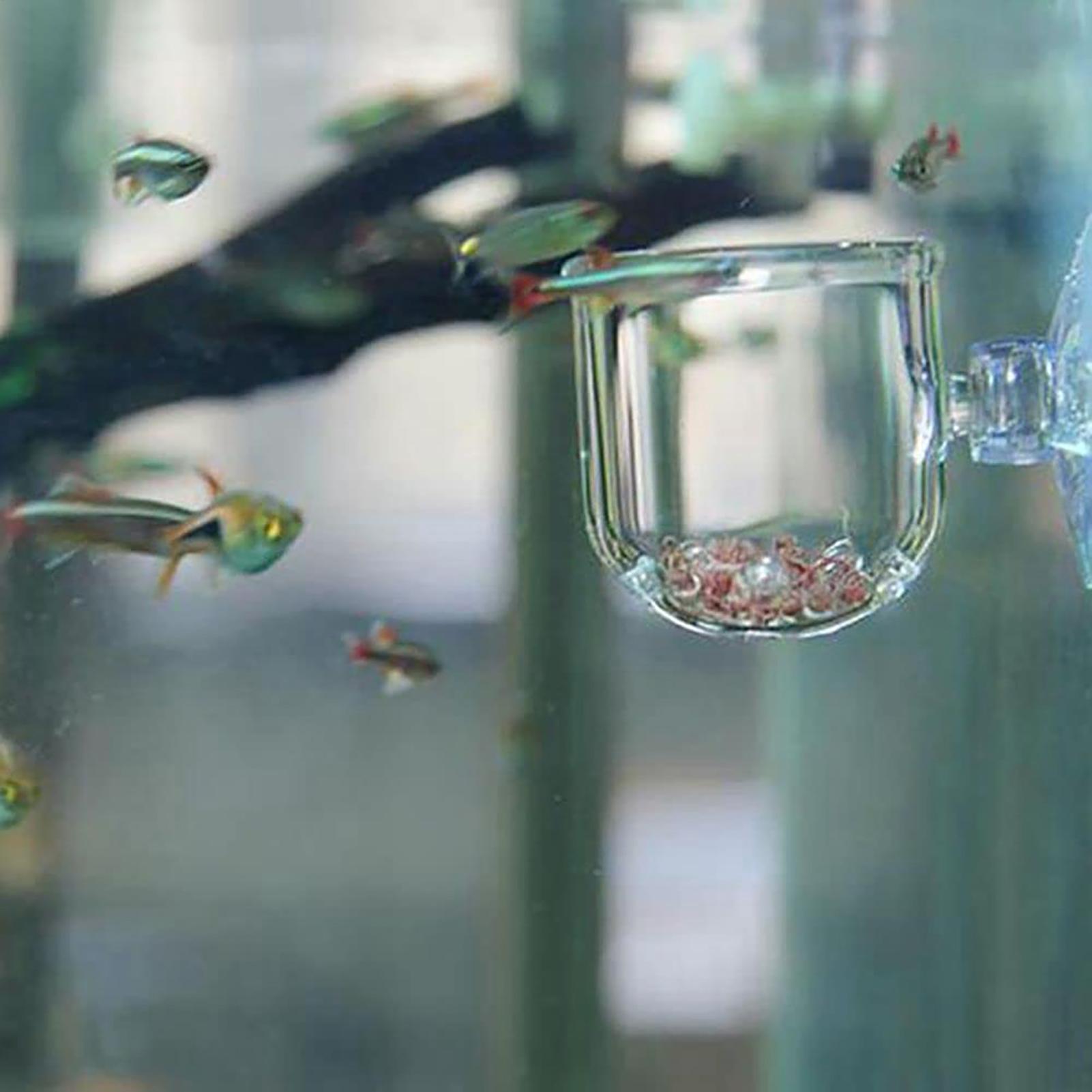 水族館植木鉢ガラスシリンダーカップ吸盤付き水生植物の種子を栽 - Aquarium Plant Seeds のレビューと価格