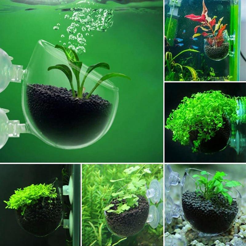 アクリル水生植物カップ水族館水植物ポット水草カップ吸引サンゴ - Aquarium Plant Seeds のレビューと価格