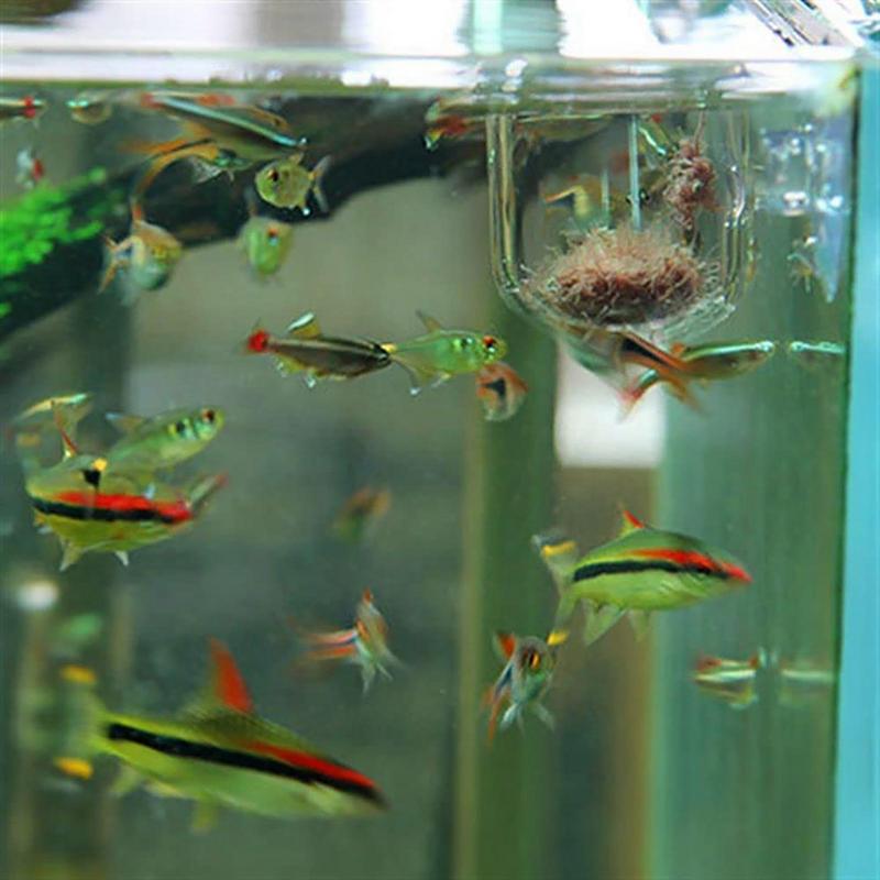 吸盤付きガラス水族館植木鉢,シリンダーカップ,水生栽培,種子 - Aquarium Plant Seeds のレビューと価格