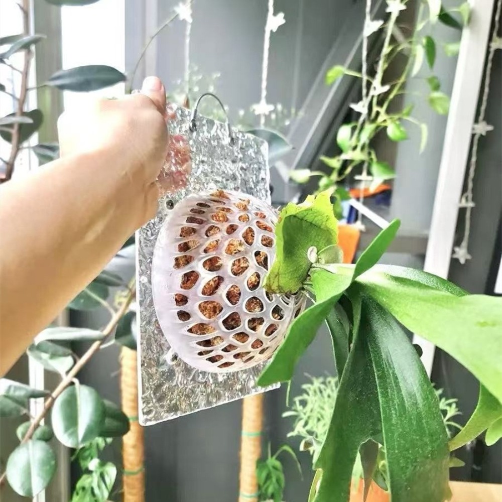 中空植物土壌保護カバー交換可能な透明植栽カバープラスチック水 - Tissue Culture Plant のレビューと価格