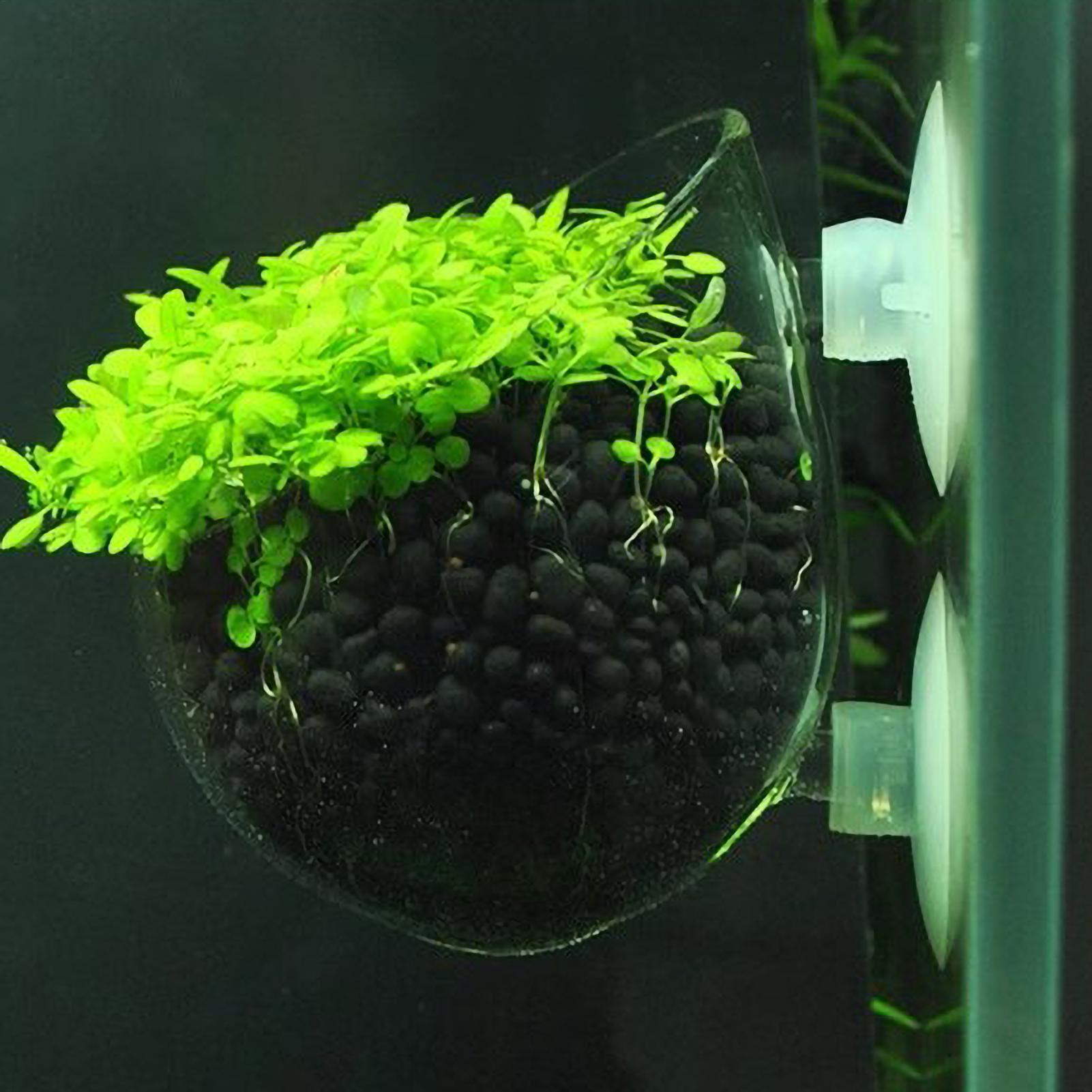 水槽用ガラス製植木鉢、吸盤付き、生きた植物用、水槽ホルダー、 - Aquarium Plant Gel のレビューと価格