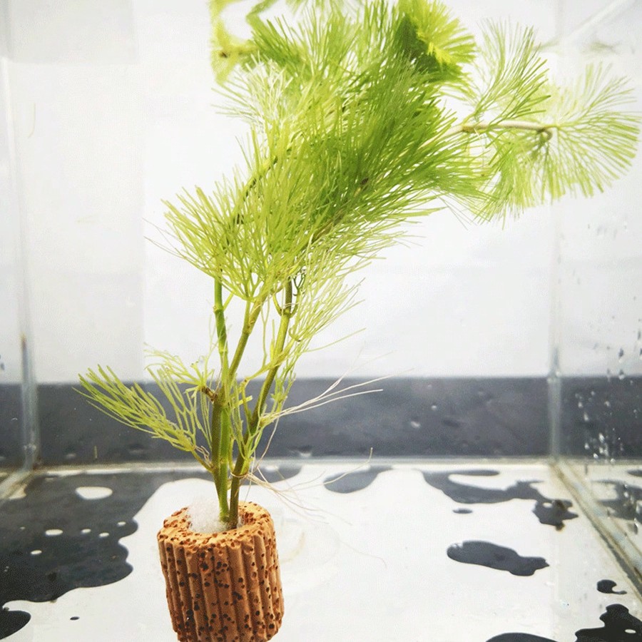 高品質の水族館植物固定リング - 水生植物用の呼吸リングは、 - Planted Aquarium Aquascape のレビューと価格