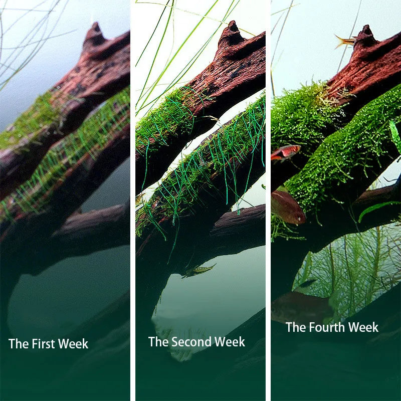 分解可能な水槽用流木装飾、生きた水草、モス、シダ、ワイヤータ - Aquarium Plant Echinodorus のレビューと価格