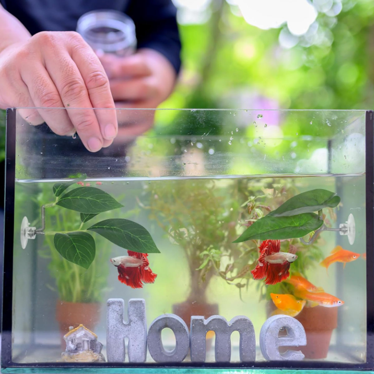 1 PC ベタフィッシュハンモック ソフト水槽装飾 プラスチ - Planted Aquarium Betta のレビューと価格