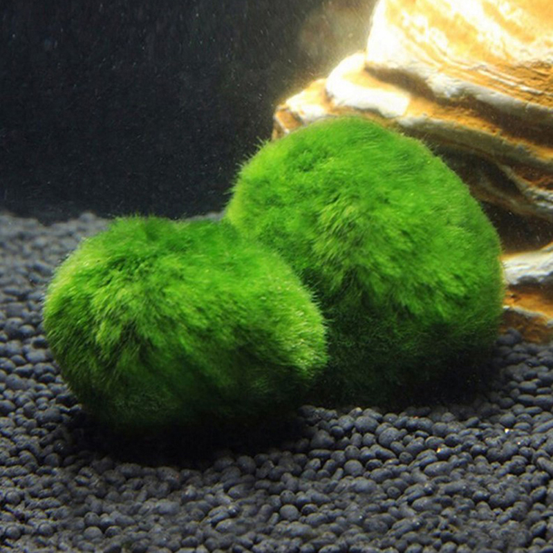 マリモモスボール 生きた水槽植物 藻類 魚 エビ 水槽飾り  - Planted Aquarium Aquascape のレビューと価格
