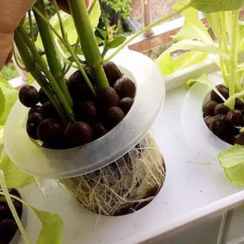 10/50 個ガーデン用品水族館植栽無土壌水耕植木鉢種子トレ - Aquarium Plant Seeds のレビューと価格
