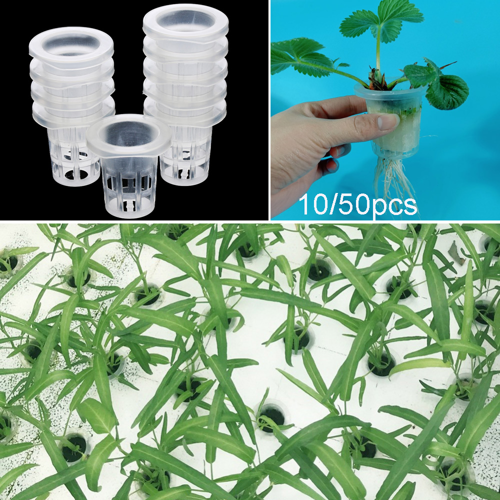 10/50 個ガーデン用品水族館植栽無土壌水耕植木鉢種子トレ - Aquarium Plant Seeds のレビューと価格