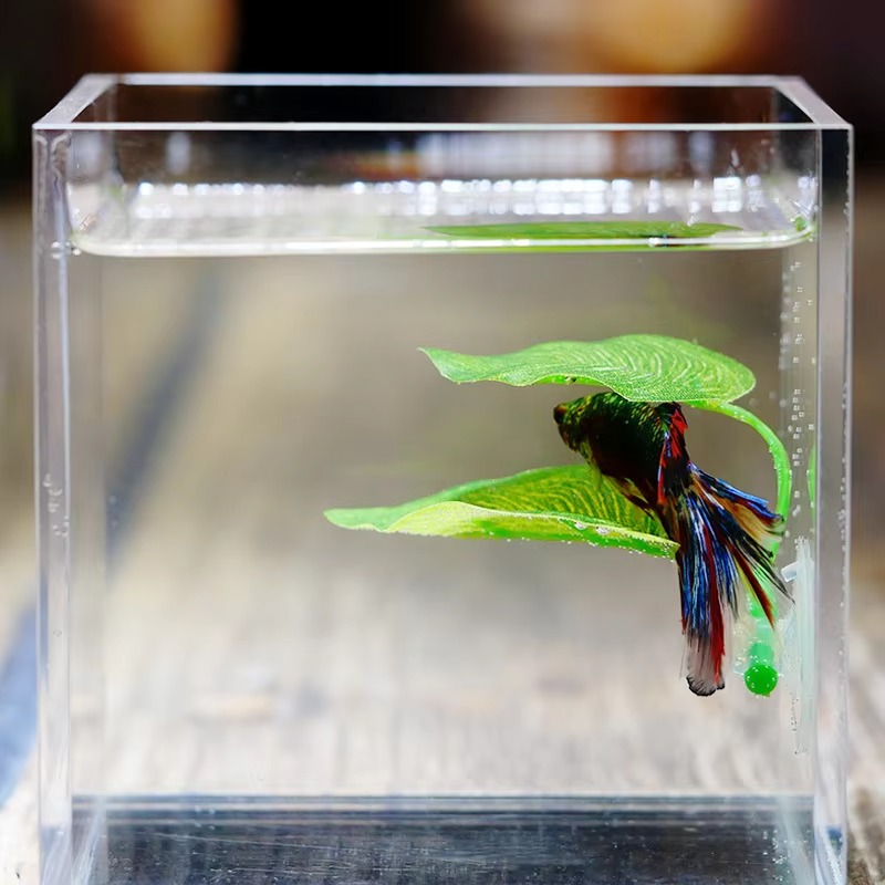 ベタ魚用休憩水槽葉っぱ飾り、繁殖用観賞植物、ベタ魚遊び用リラ - Planted Aquarium Betta のレビューと価格