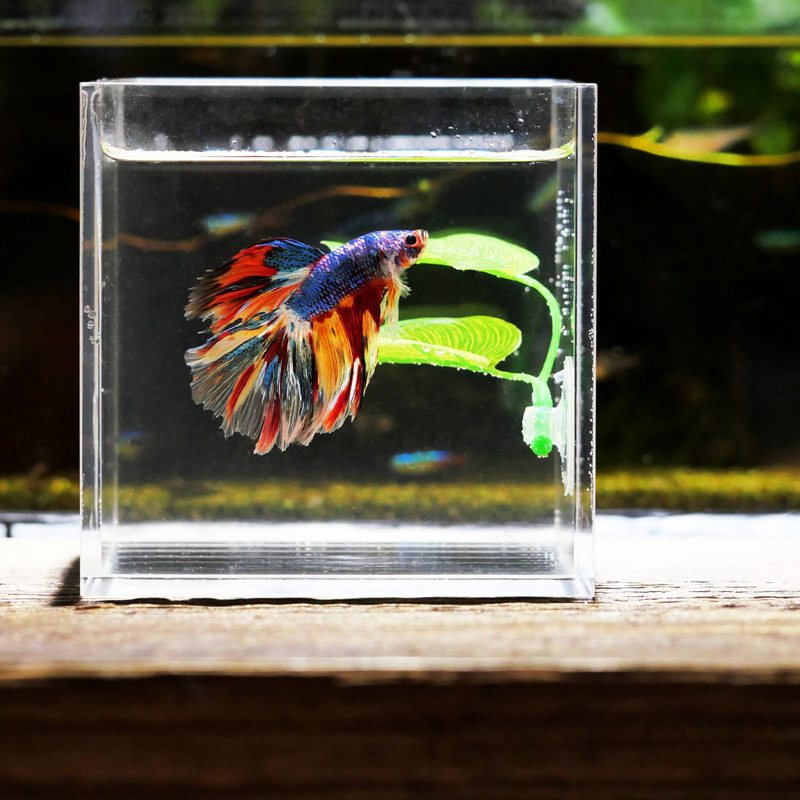 ベタ魚用休憩水槽葉っぱ飾り、繁殖用観賞植物、ベタ魚遊び用リラ - Planted Aquarium Betta のレビューと価格