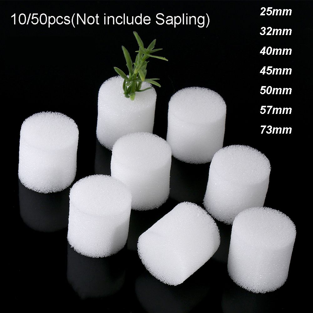 耐久性のあるガーデン用品,10/50個,保育園の植物,無水耕 - Aquarium Plant Seeds のレビューと価格