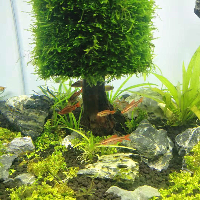 水族館の装飾,きらびやかな植物,木,クリスマスの木,魚の装飾 - Aquarium Plant Seeds のレビューと価格