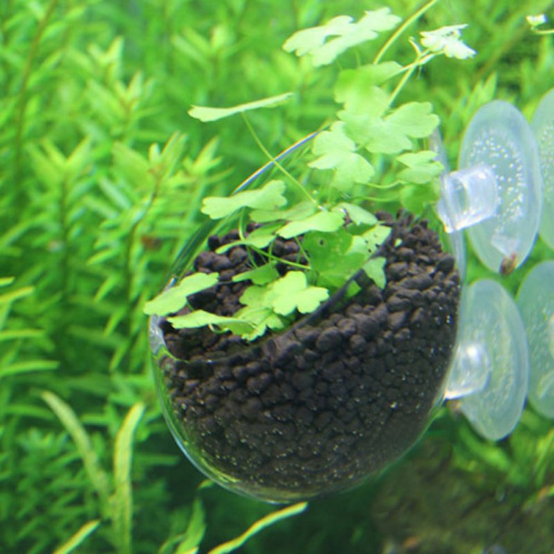 水族館の植物のためのガラス製の円筒形カップ,水鉢植えの多肉植 - Aquarium Plant Seeds のレビューと価格