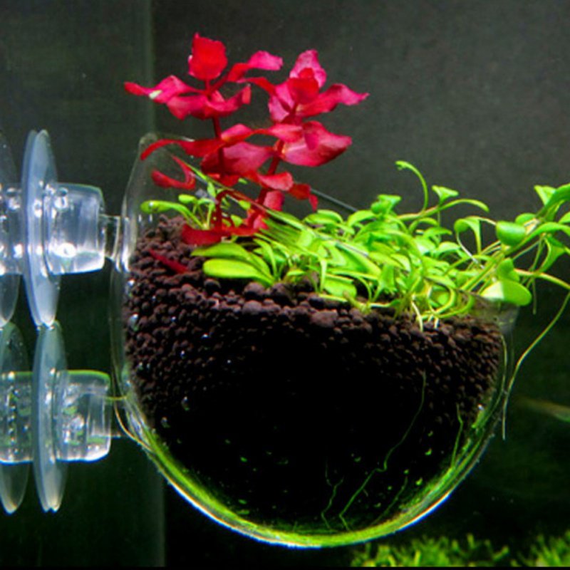 水族館の植物のためのガラス製の円筒形カップ,水鉢植えの多肉植 - Aquarium Plant Seeds のレビューと価格
