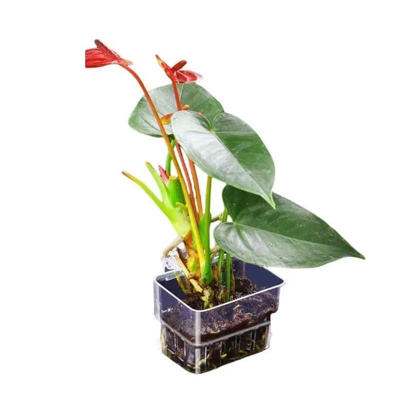 水槽水耕栽培用植木鉢 魚用バブルカップ 水草カップ 魚タンク - Aquarium Plant Grass のレビューと価格