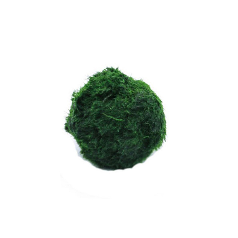 3～4cmのマリモモスボール、水槽用生植物藻類、魚やエビの水 - Aquarium Plant Echinodorus のレビューと価格
