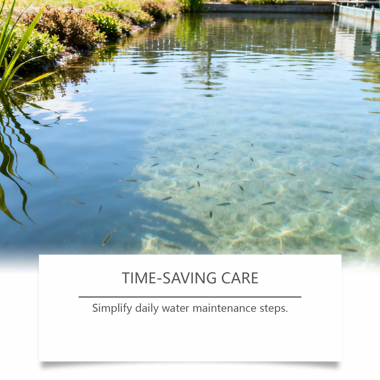 1/2/3/5 個のクリーナー水浄化粉末、濁水用、長持ちする - Aquarium Plant Fertilizer のレビューと価格