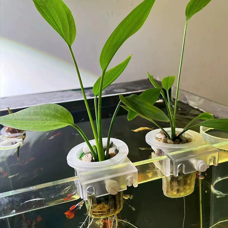 水槽、水族館の植栽バスケット、水グラスカップ、植物ホルダーの - Aquarium Plant Nursery のレビューと価格
