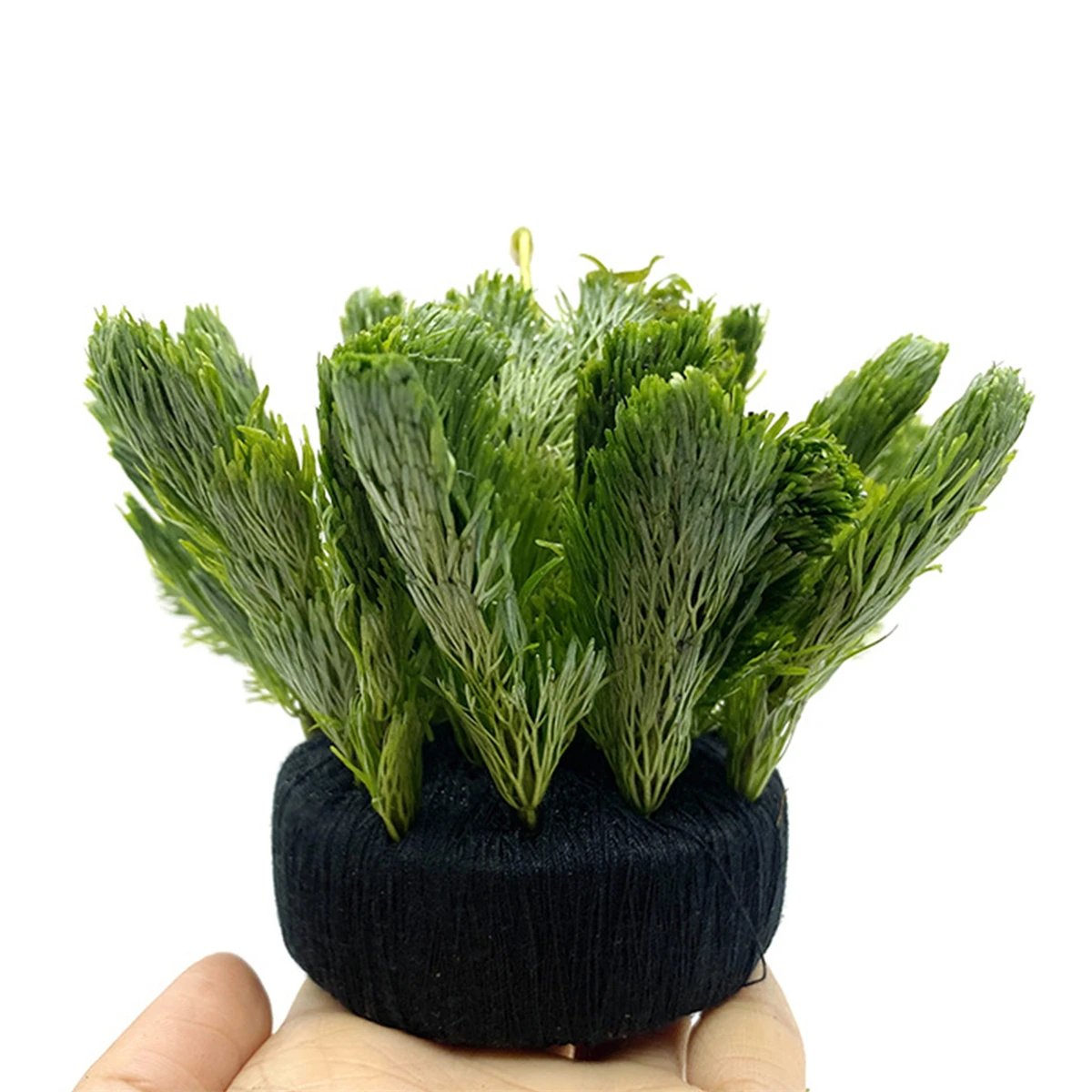 黒い水槽の装飾,水生植物の根のための水生草の植え付け,栽培, - Aquarium Plant Grass のレビューと価格
